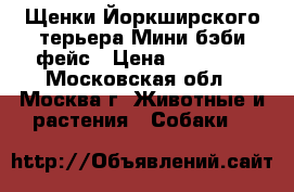Щенки Йоркширского терьера Мини бэби фейс › Цена ­ 15 000 - Московская обл., Москва г. Животные и растения » Собаки   